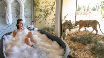 Tiger bath