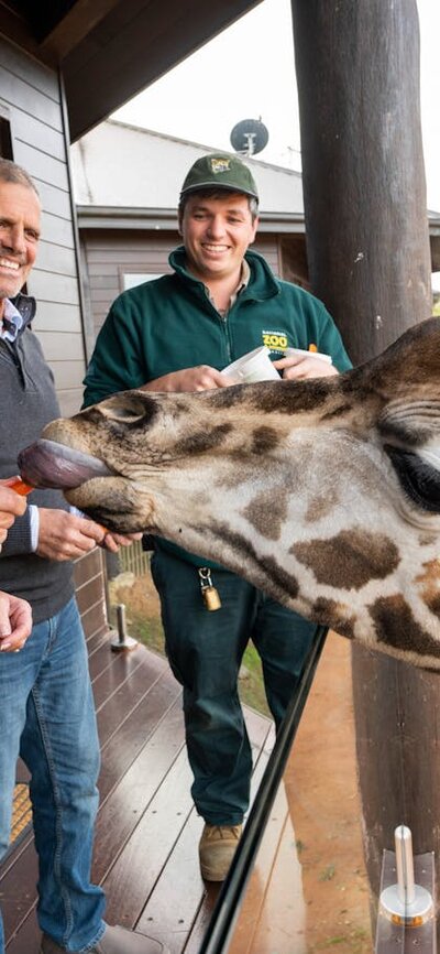 Giraffe Treehouse Balcony Feed