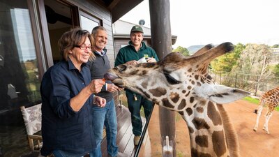 Giraffe Treehouse Balcony Feed