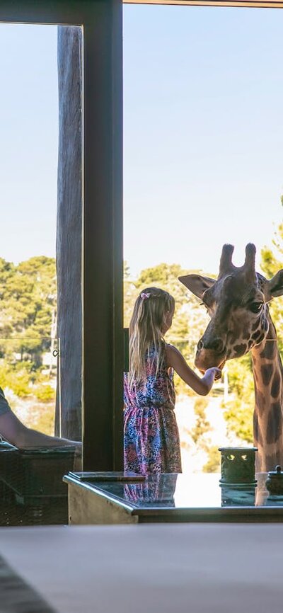 Family feeding the giraffes from their balcony in the Giraffe Treehouse