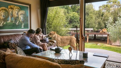 2 Guests admiring tawny lions from their Jungle Bungalow