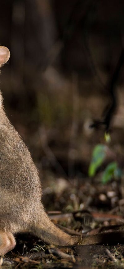 Eastern Bettong on a Twlight Tour