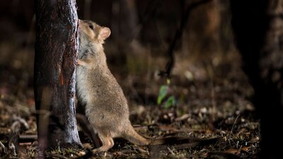 Eastern Bettong on a Twlight Tour