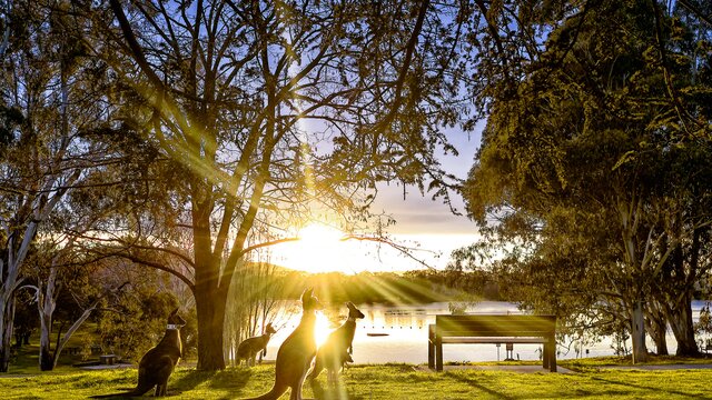 A group of kangaroos resting on the grass by the lake during sunrise.
